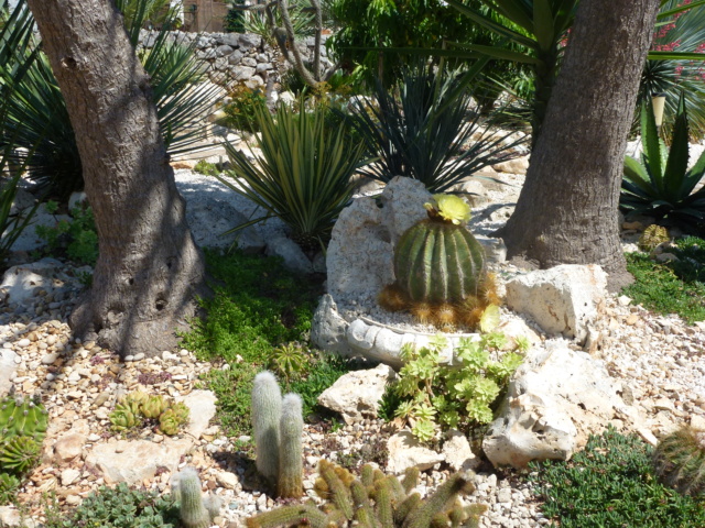 Tillandsien - Aus einer Wüste entsteht ein Exotengarten - Seite 61 P1030134