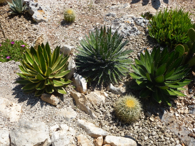 Tillandsien - Aus einer Wüste entsteht ein Exotengarten - Seite 61 P1030210