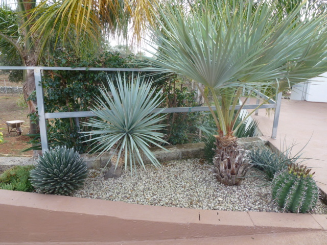 Tillandsien - Aus einer Wüste entsteht ein Exotengarten - Seite 62 P1030237