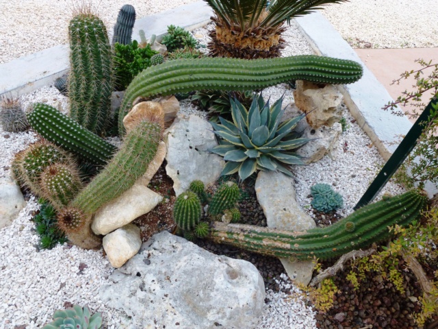 Tillandsien - Aus einer Wüste entsteht ein Exotengarten - Seite 63 P1030415