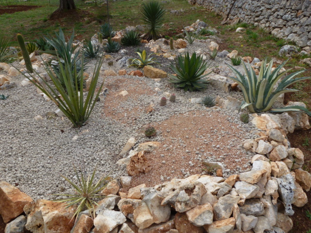 kakteen - Aus einer Wüste entsteht ein Exotengarten - Seite 63 P1030419