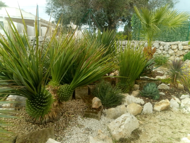 Tillandsien - Aus einer Wüste entsteht ein Exotengarten - Seite 60 Yucca_13