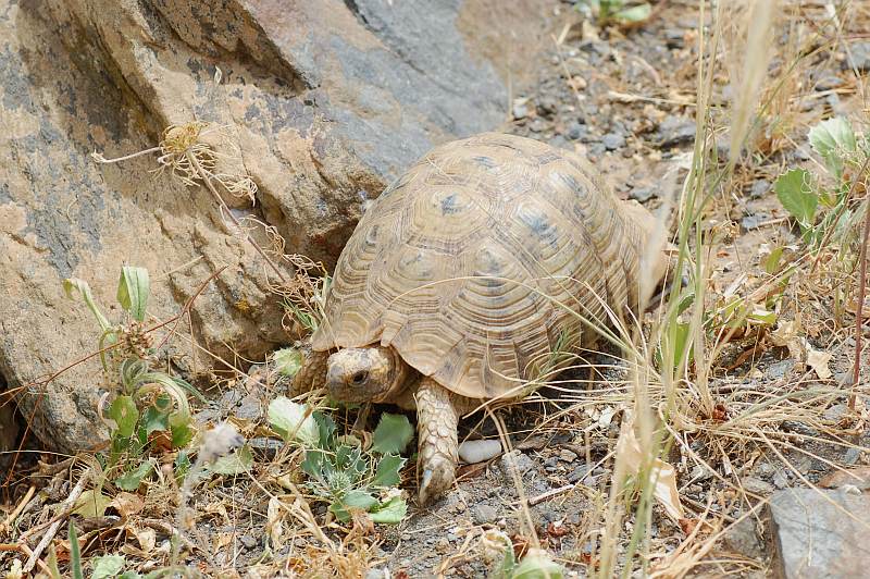 Identification sous-espèce tortue grecque  Sousse18
