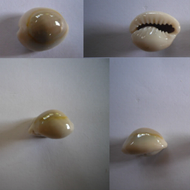 Monetaria annulus (Linnaeus, 1758) Annulu20