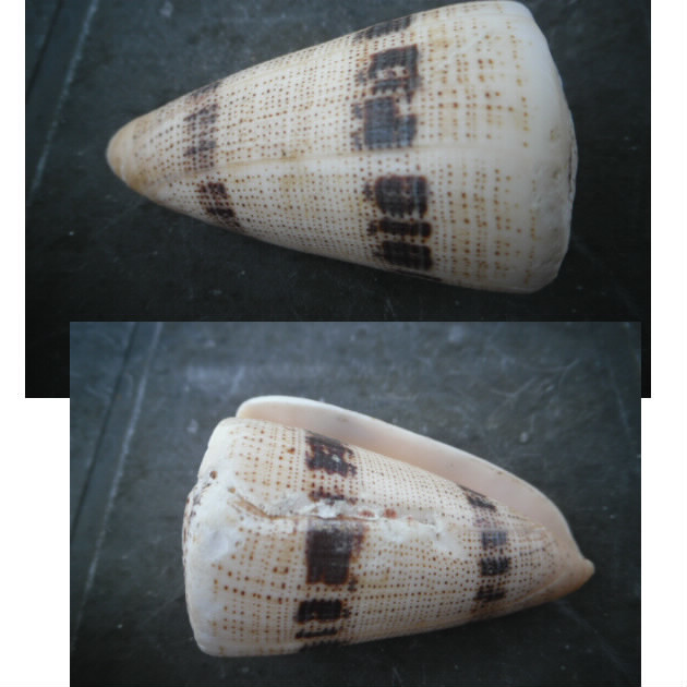 Conus_augur Bloggi12