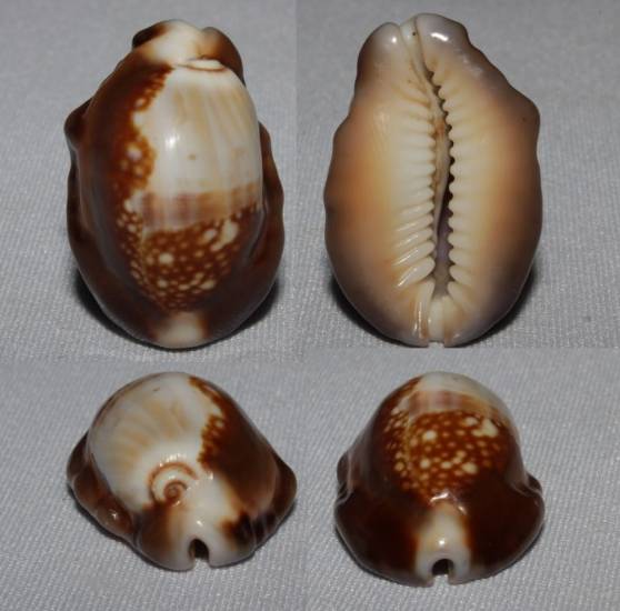 Mauritia mauritiana - (Linnaeus, 1758) - gerontic Caput_10