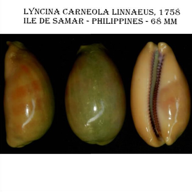 Lyncina carneola (Linnaeus, 1758) - Page 2 Carneo10