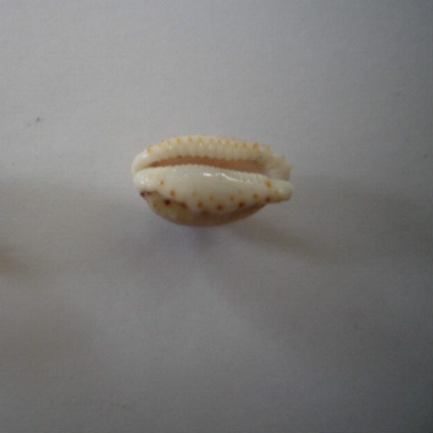 Naria labrolineata - (Gaskoin, 1849) Gangra11