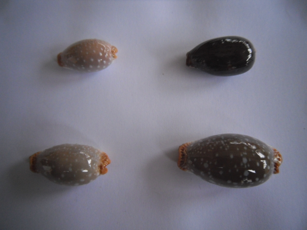 Staphylaea_limacina_limacina_(Lamarck_1810) Limaci10