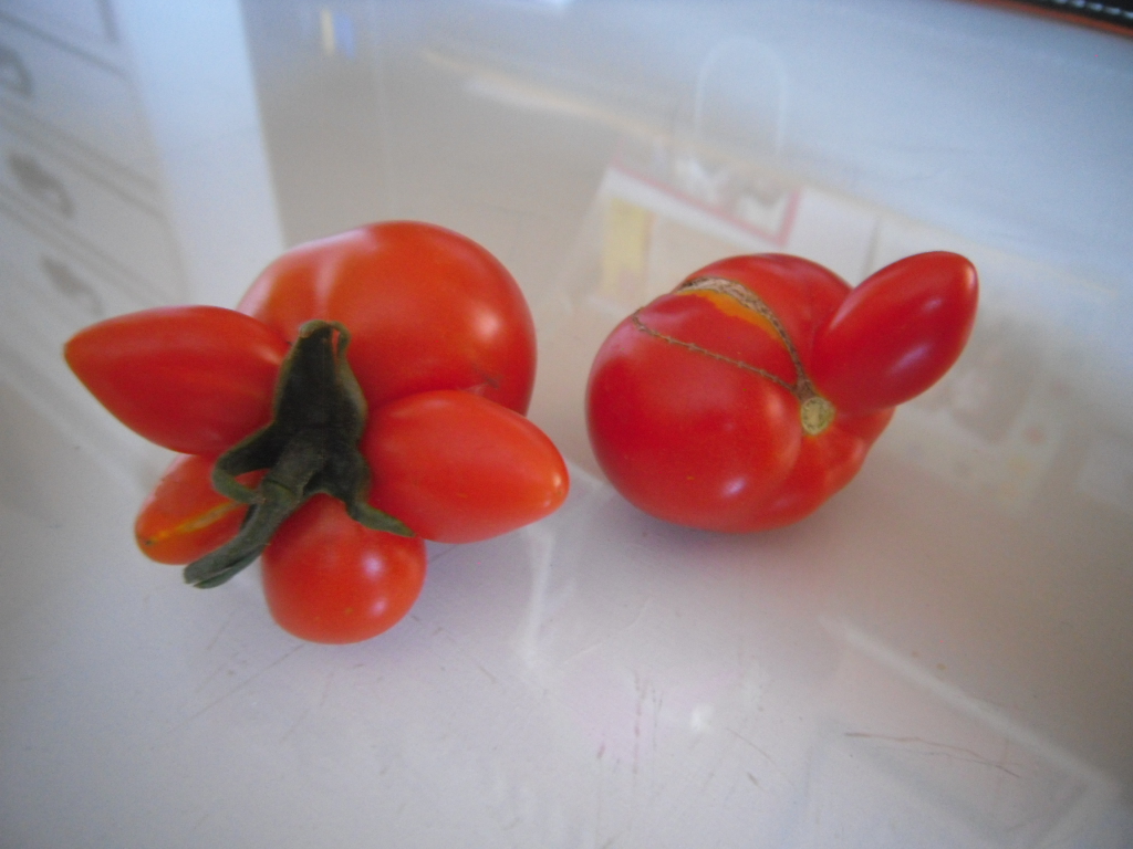 NOUVELLE ESPECE TERRESTRE Tomate10