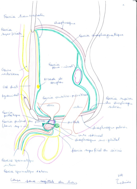 aponévrose profonde et moyenne du périnée Fascia10