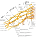 Plexus brachial : faisceau médian ou médial ? Plex_b10