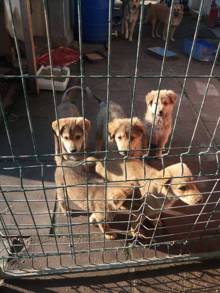 Chiot - Porthos - Life for Peaches, Roumanie - Réservé/Adopté (67) 10634812