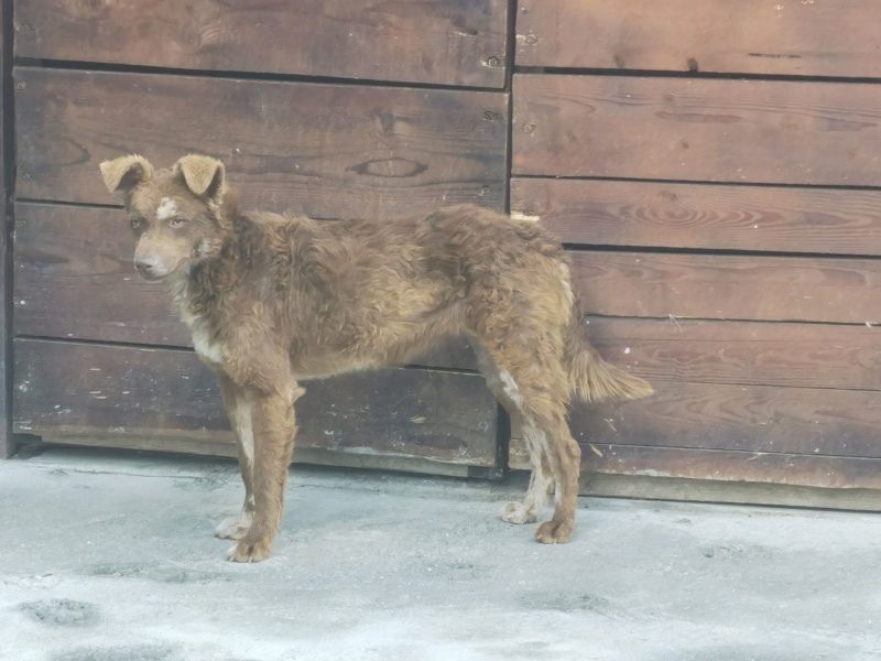 Chiot - Jazzy (ex Jasya) - Anka&Anca, Roumanie - Réservée/Adoptée (68) 10699411