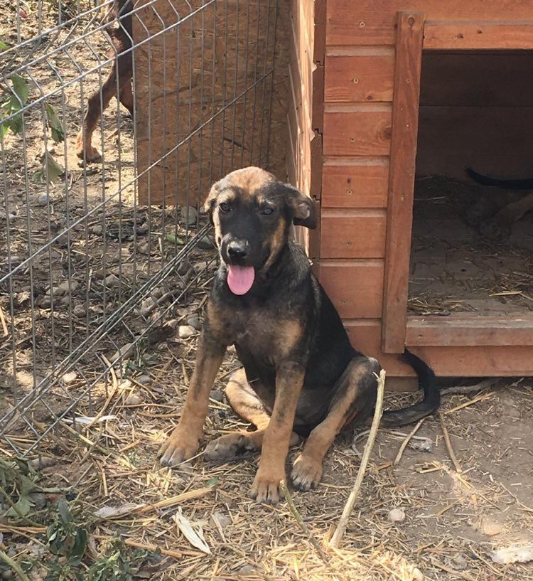 Chiot - Bayla - Life for Peaches, Roumanie - A l'adoption  11835110