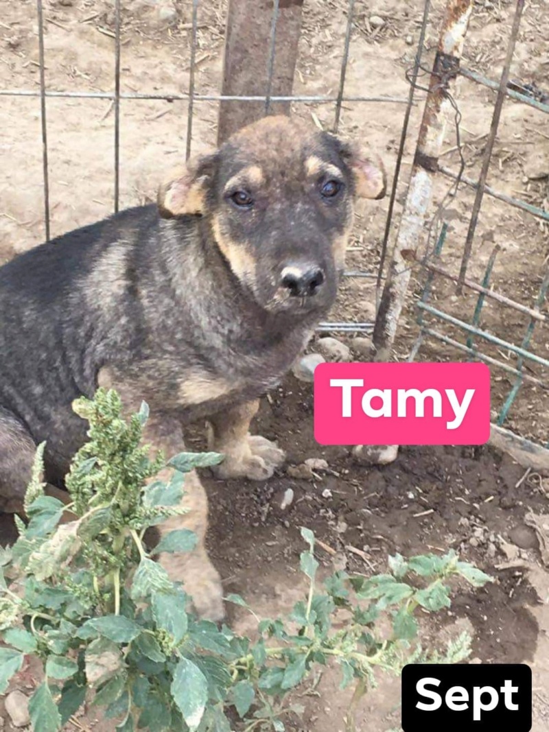 Chiot - Tamy - Life for Peaches, Roumanie - A l'adoption  11879510