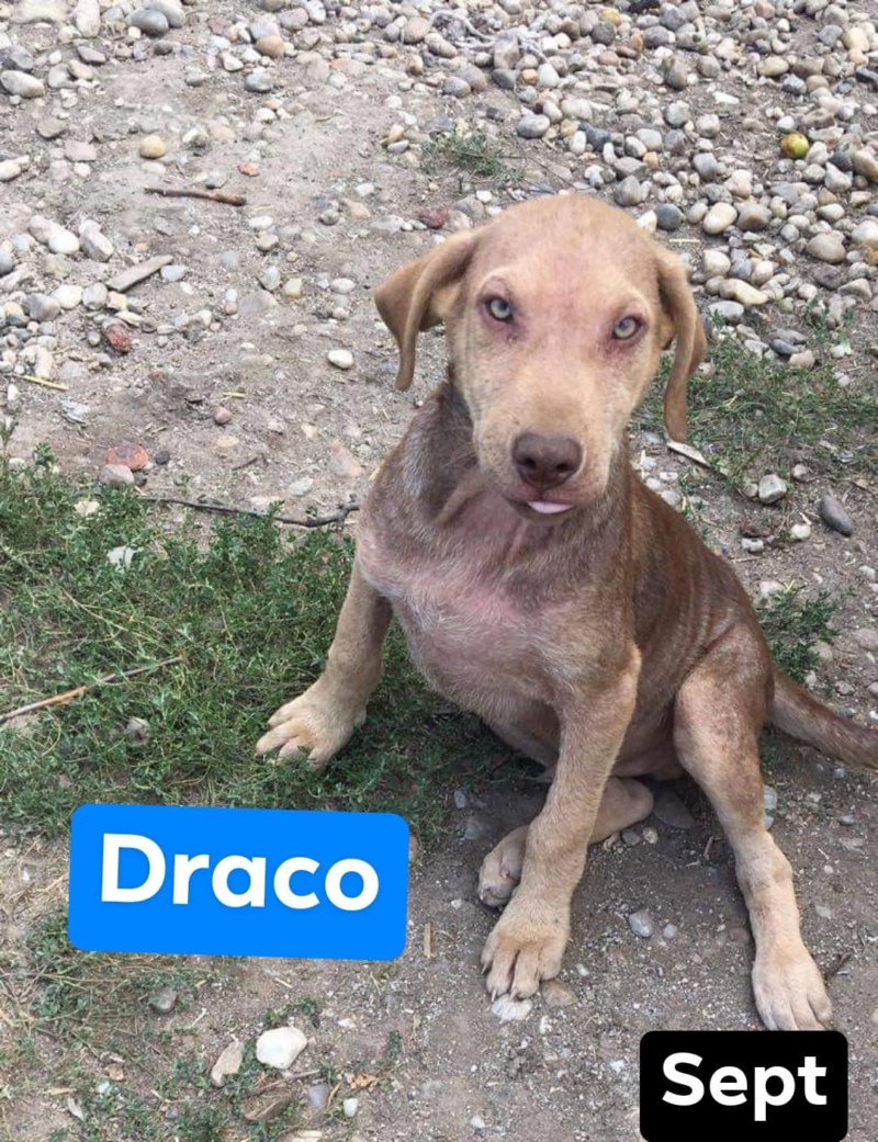 Chiot - Draco - Life for Peaches, Roumanie - A l'adoption  11879611