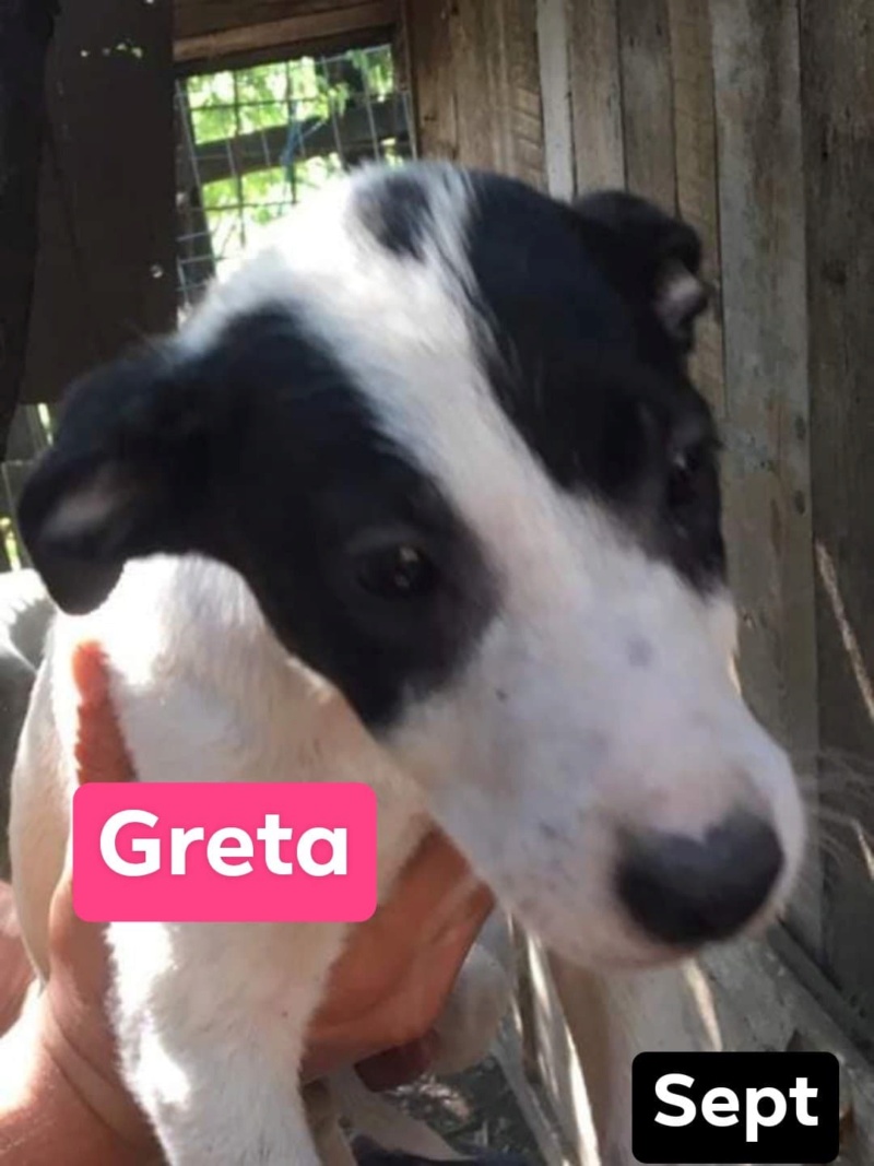 Chiot - Greta - Life for Peaches, Roumanie - A l'adoption  11883610