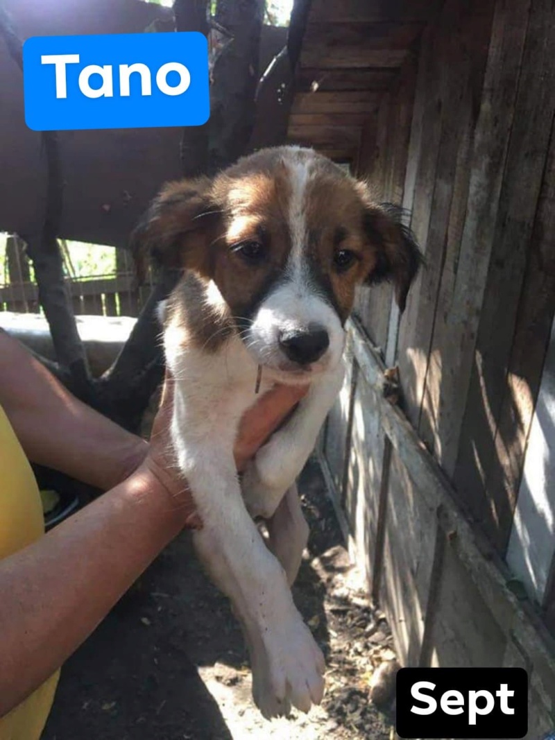 Chiot - Thanos (ex- Tano) - Life for Peaches, Roumanie - Réservé/Adopté (68) 11887310