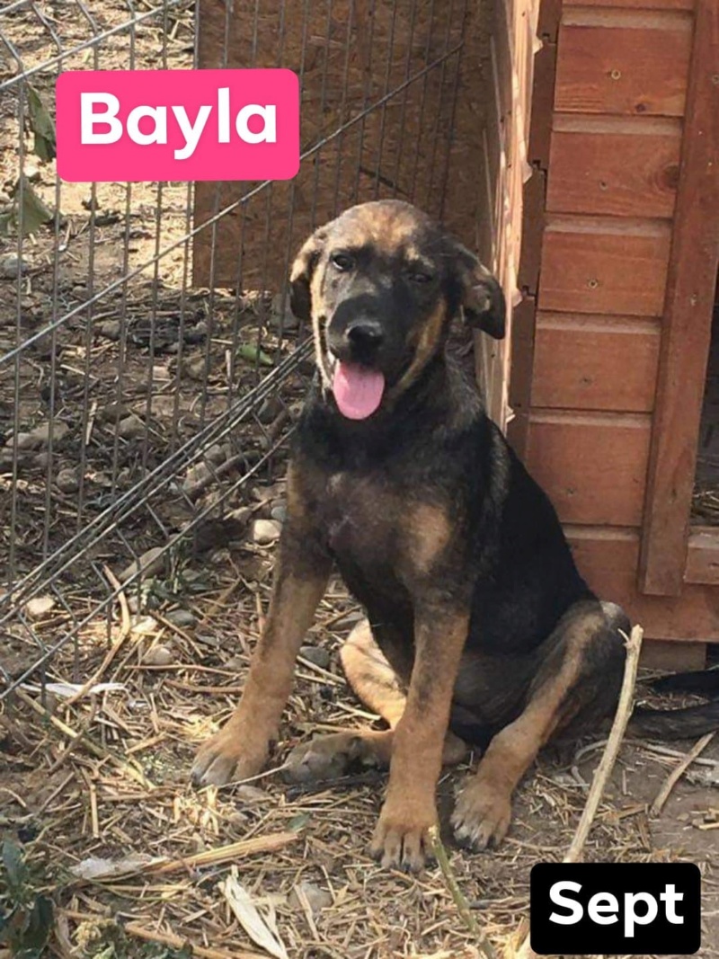 Chiot - Bayla - Life for Peaches, Roumanie - A l'adoption  11889610