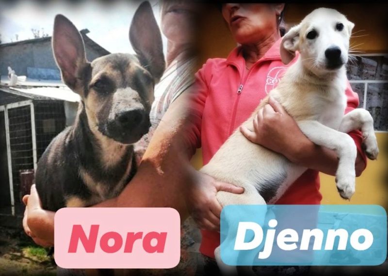 Chien - Djenno - Anka&Anca, Roumanie - Adopté en Allemagne  67080910
