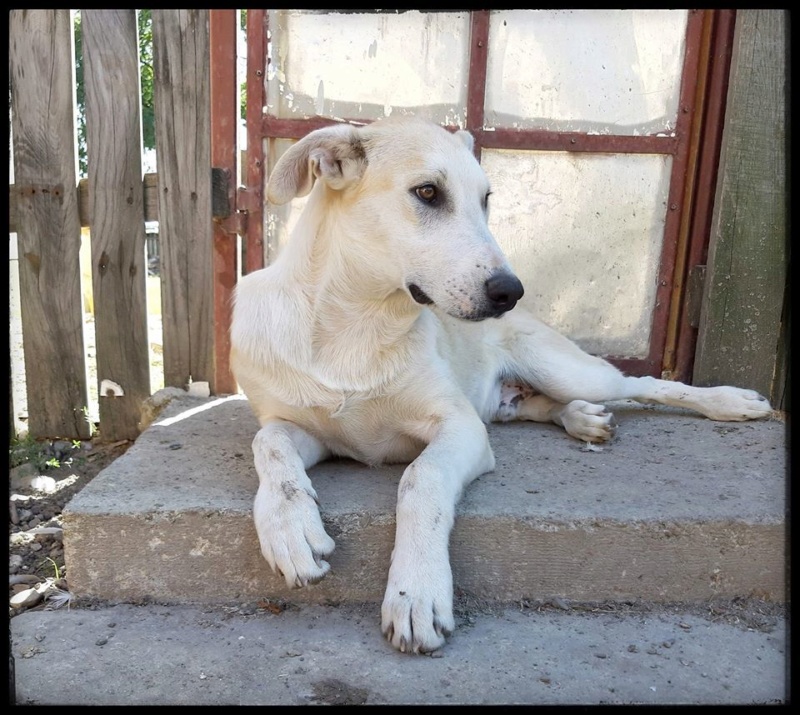 Chien - Djenno - Anka&Anca, Roumanie - Adopté en Allemagne  70793910