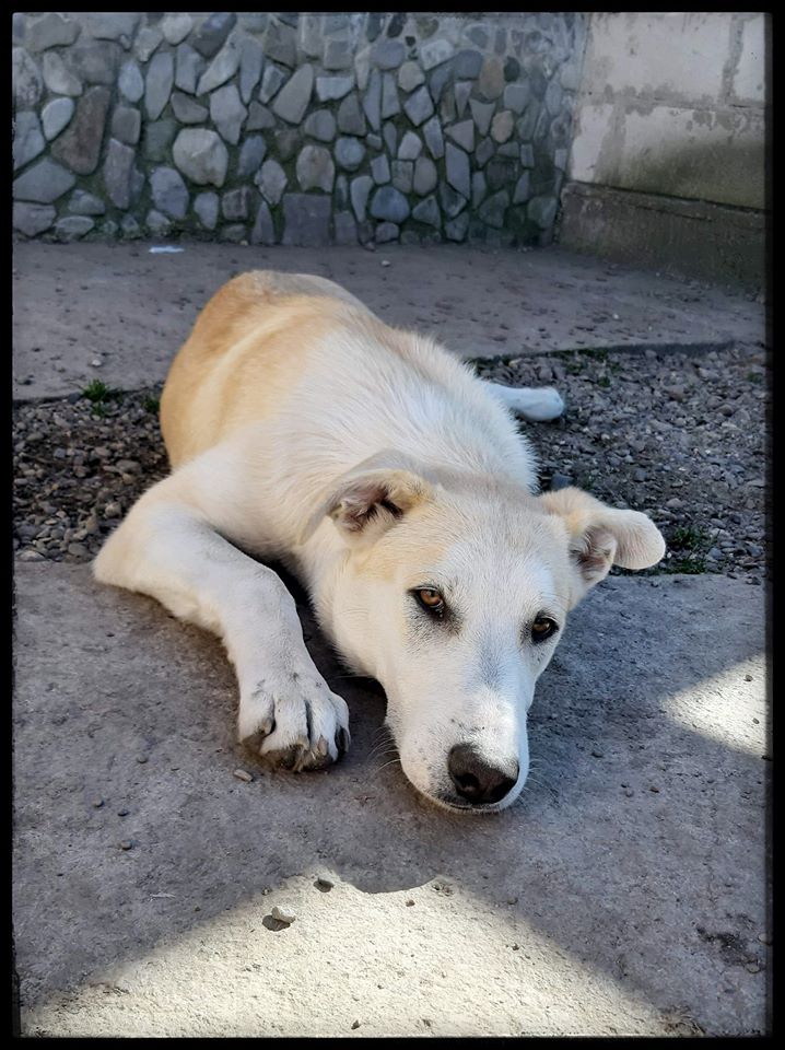 Chien - Djenno - Anka&Anca, Roumanie - Adopté en Allemagne  72688010