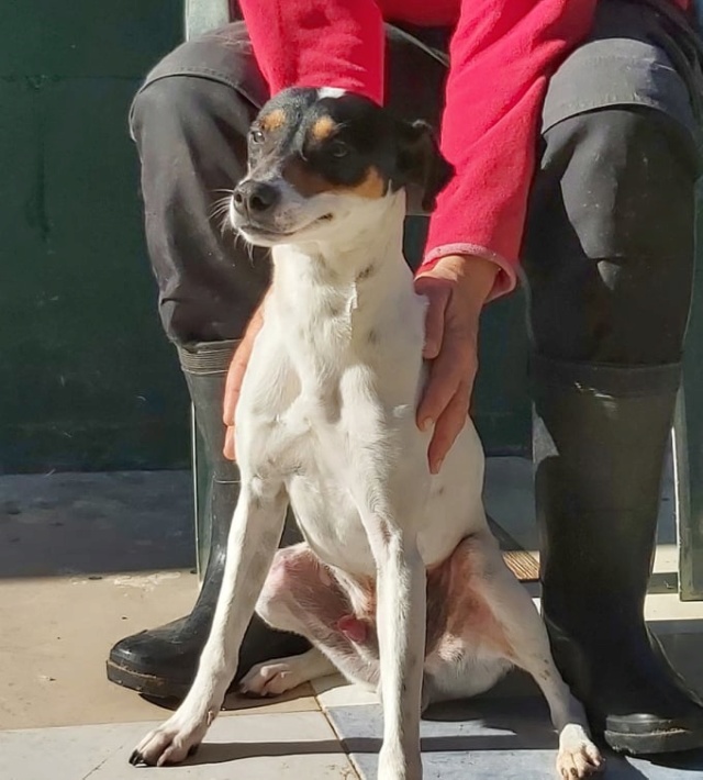 Chien - Noel - Siempre Contigo, Espagne - Adopté via une autre asso  86192210