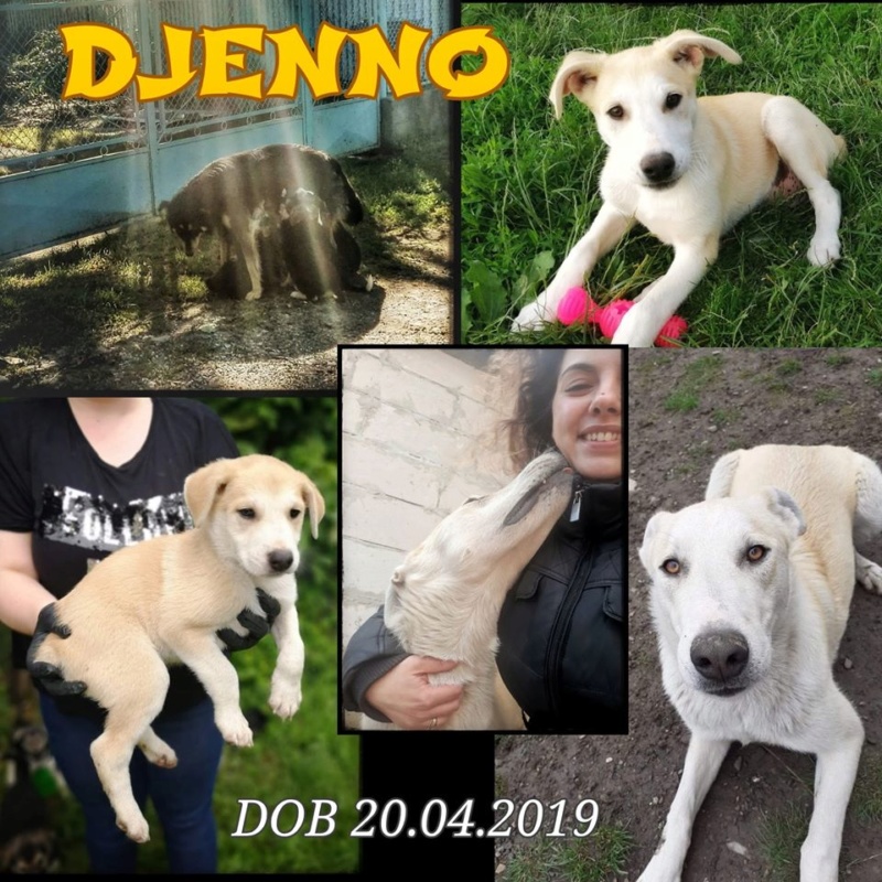 Chien - Djenno - Anka&Anca, Roumanie - Adopté en Allemagne  94938810