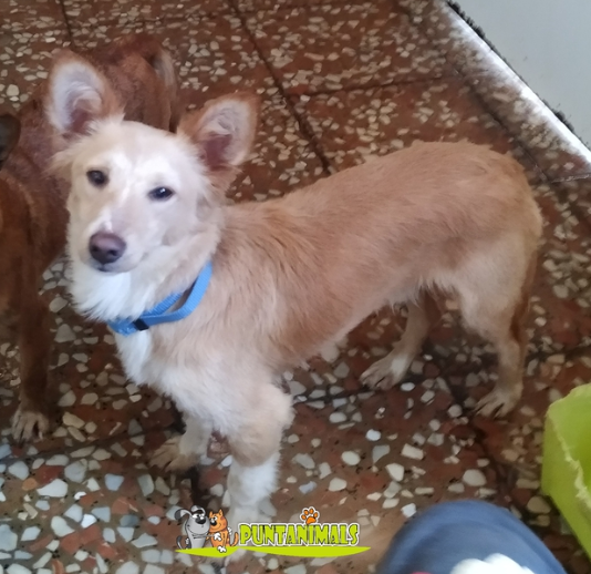 Chien - Sora (ex Boris) - Puntanimals, Espagne - Réservé/Adopté (21)  Boris_13