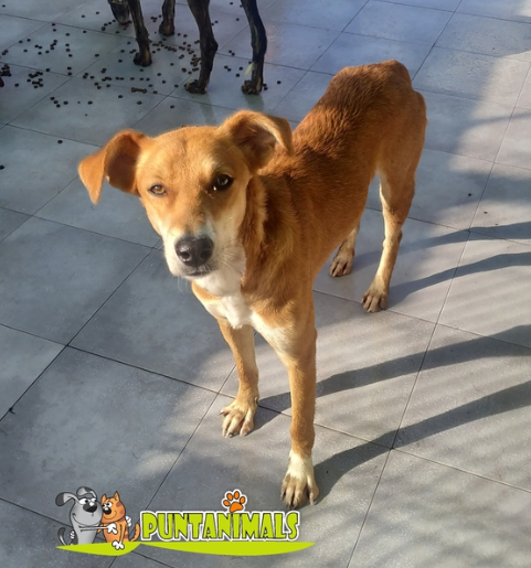 Chien - Inna - Puntanimals, Espagne - Réservée/Adoptée (68)  Inna_510