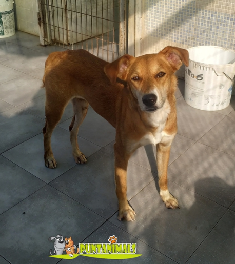 Chien - Inna - Puntanimals, Espagne - Réservée/Adoptée (68)  Inna_610