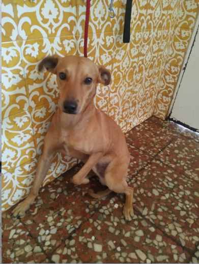 Chien - Adam ex Ivan - Puntanimals, Espagne - reservé/adoption (21) Ivan_110