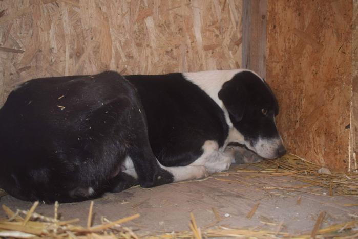 Chien - Cola - Anka&Anca, Roumanie - A l'adoption  Receiv91