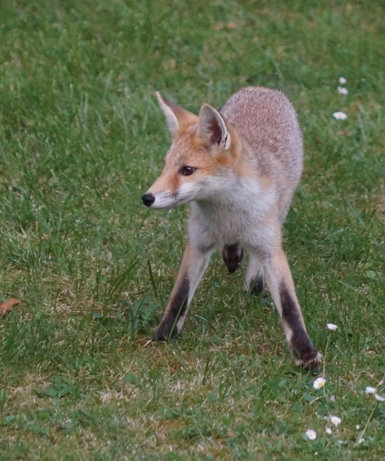 nos animaux - Photos et vidéos de vos animaux ! - Page 9 2019-013