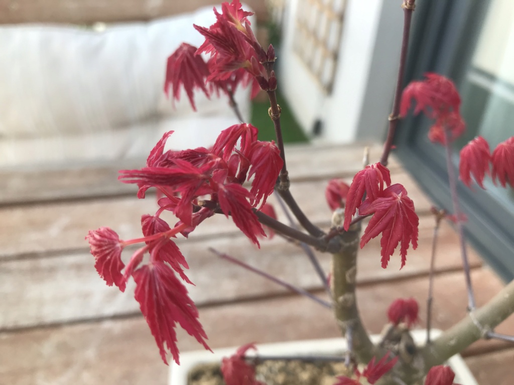Acer palmatum - Hojas decaidas 603e6610