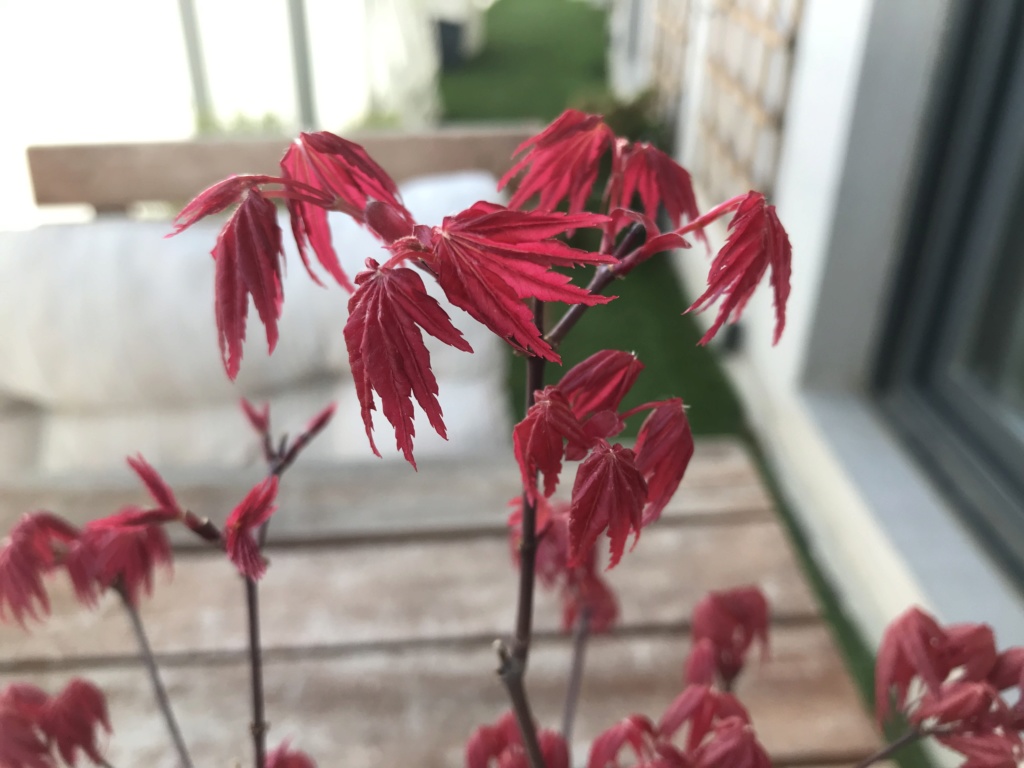 Acer palmatum - Hojas decaidas Ac9d1c10