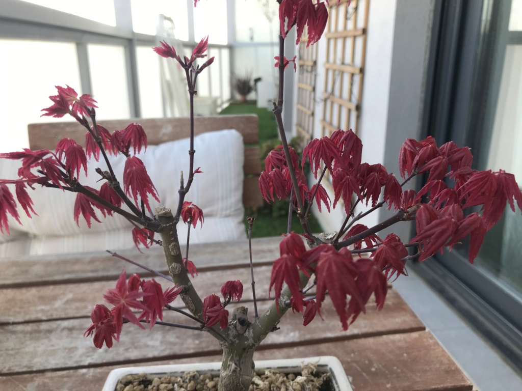 Acer palmatum - Hojas decaidas F2de2410