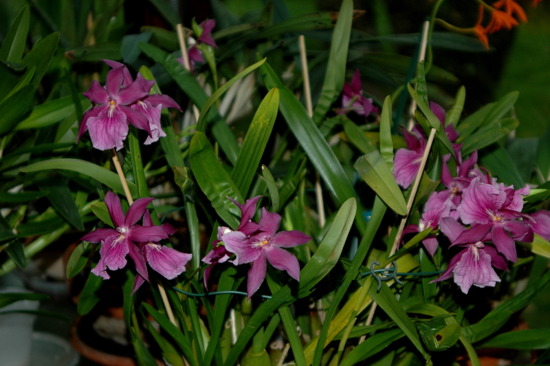 Miltonia,Miltoniopsis - Seite 4 2020-305