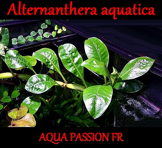 Alternanthera aquatica Altern11
