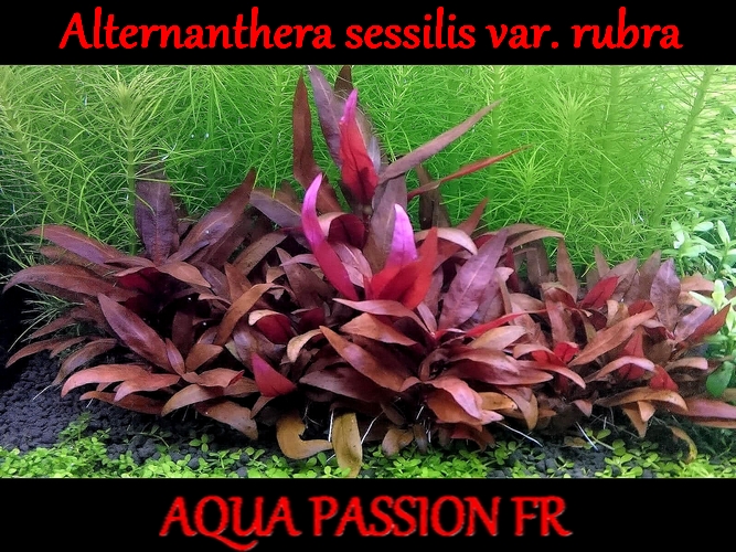 Alternanthera sessilis var. rubra Altern12