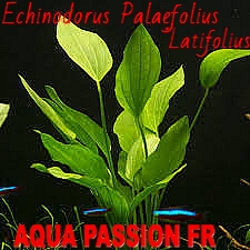 Echinodorus Palaefolius var Latifolius Echino16