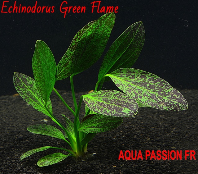 Echinodorus Green Flame Echino17