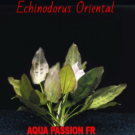 Echinodorus Oriental Echino21