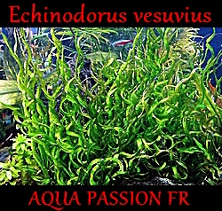 Echinodorus vesuvius Echino22