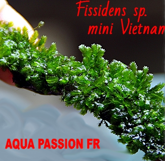 Fissidens sp "Mini Vietnam" Fissid18