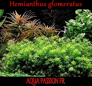 Hemianthus glomeratus Hemian10