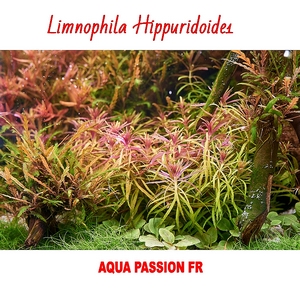 Limnophila Hippuridoides Limnop11