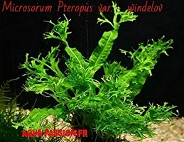 Microsorum Pteropus var. Windelov Micros12