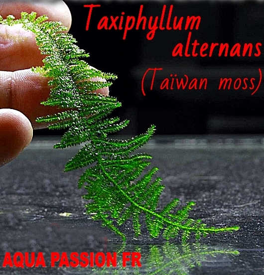Taxiphyllum Alternans (Taiwan moss) Taxiph17